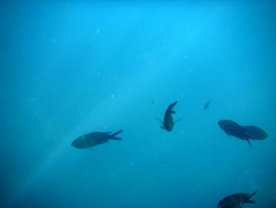 Прикрепленное изображение: GzgtHepySZ4.jpg